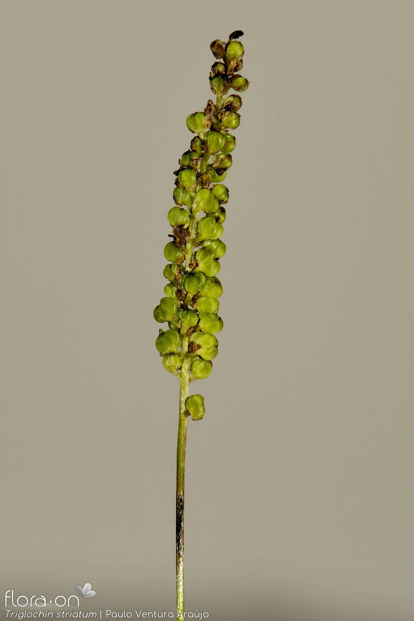 Triglochin striatum - Flor (geral) | Paulo Ventura Araújo; CC BY-NC 4.0