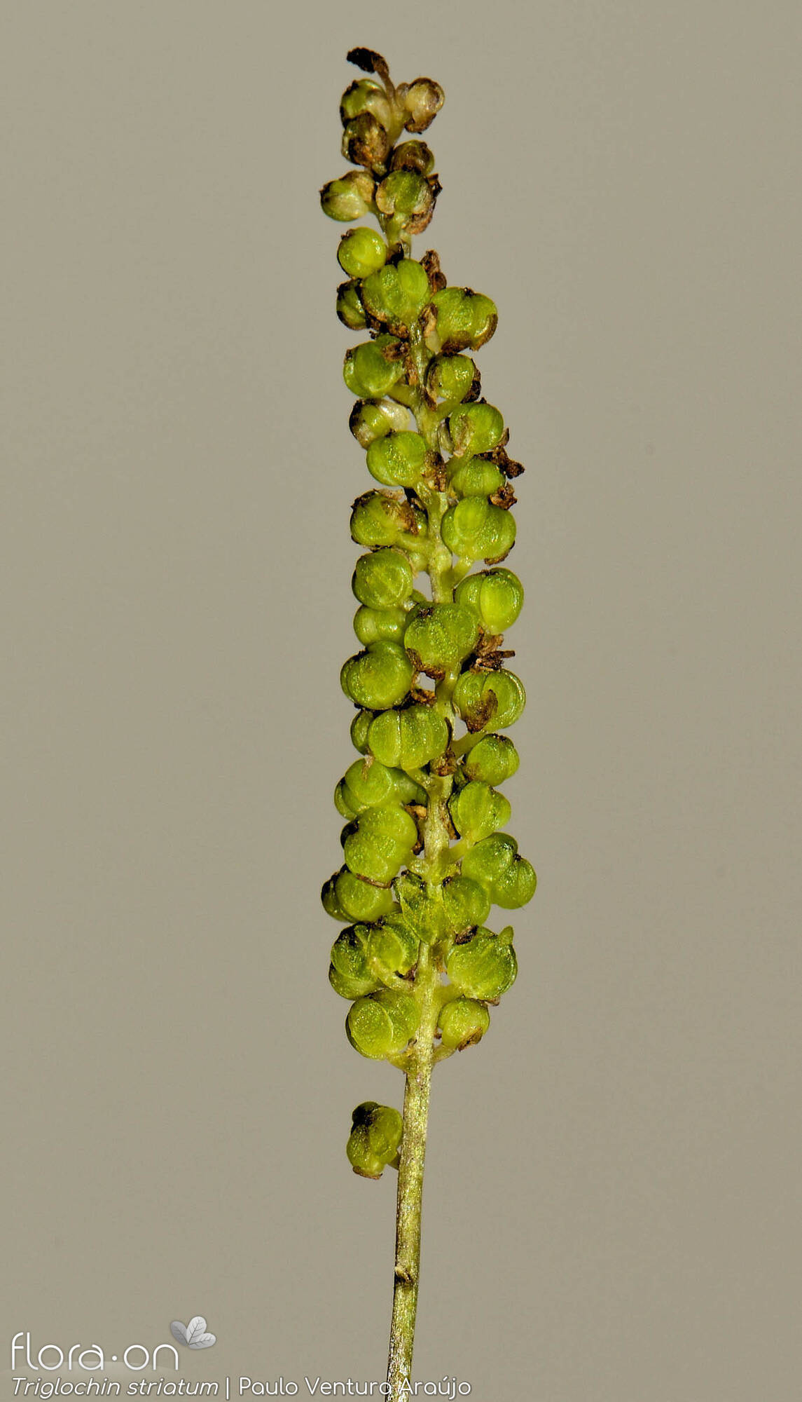 Triglochin striatum - Flor (geral) | Paulo Ventura Araújo; CC BY-NC 4.0