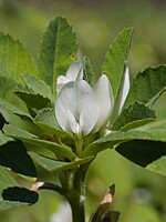 Trigonella foenum-graecum