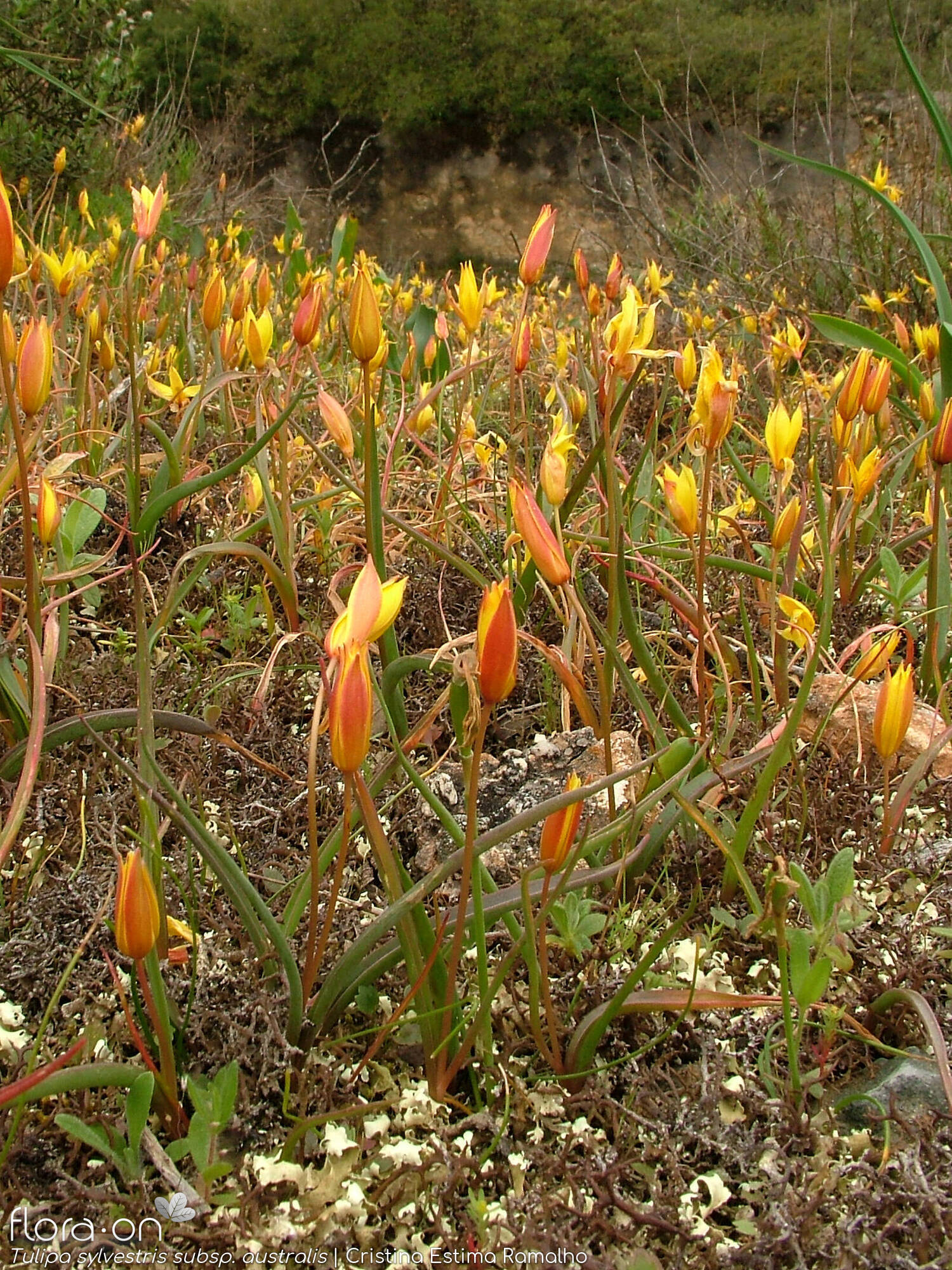 Tulipa sylvestris australis - Habitat | Cristina Estima Ramalho; CC BY-NC 4.0
