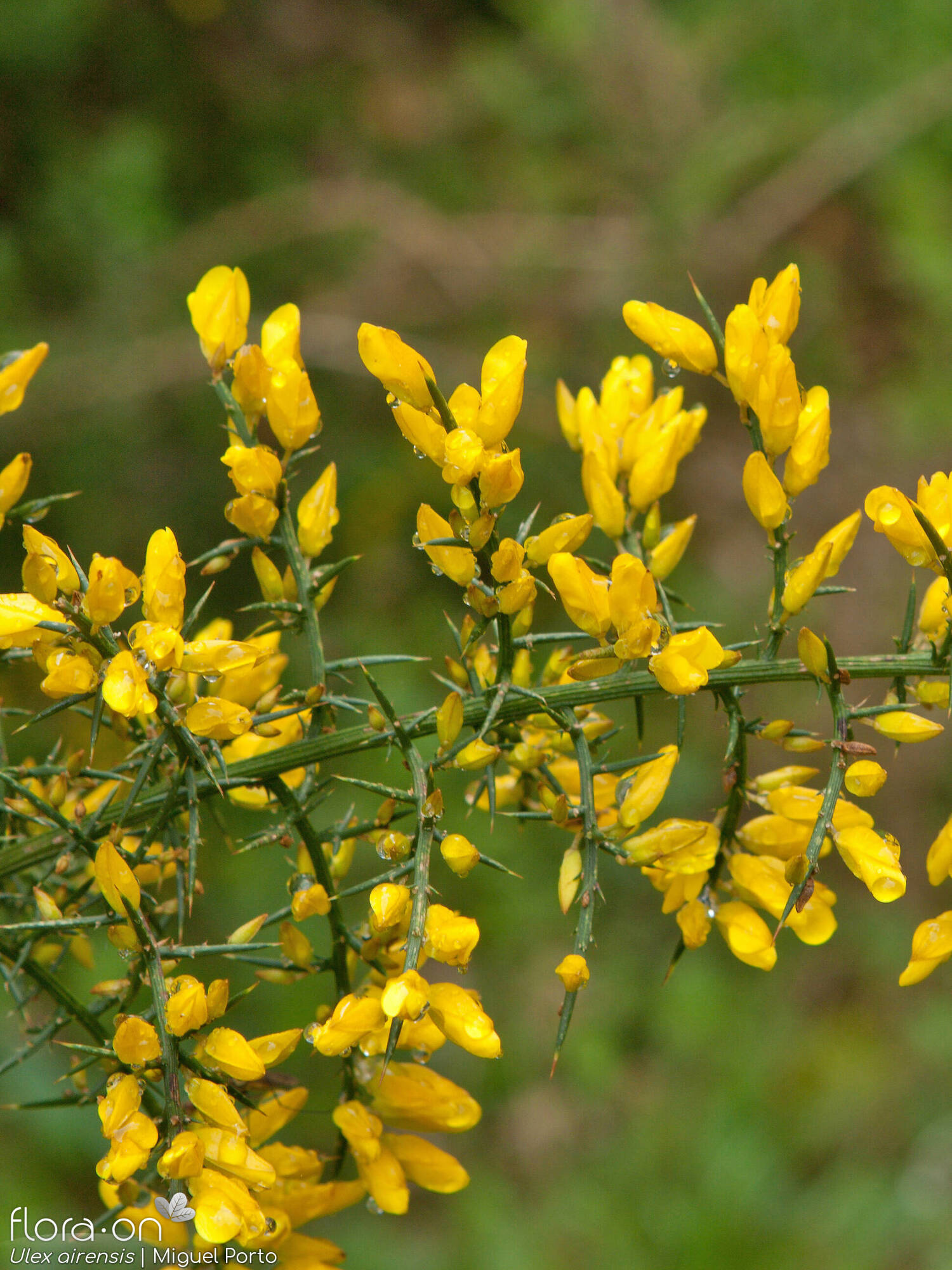 Ulex airensis - Flor (geral) | Miguel Porto; CC BY-NC 4.0