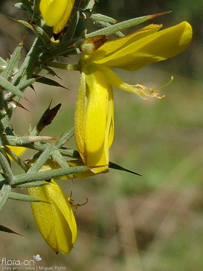 Ulex eriocladus - Flor (close-up) | Miguel Porto; CC BY-NC 4.0