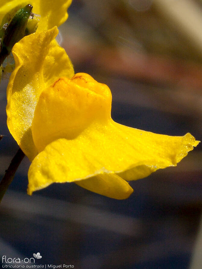 Utricularia australis - Flor (close-up) | Miguel Porto; CC BY-NC 4.0