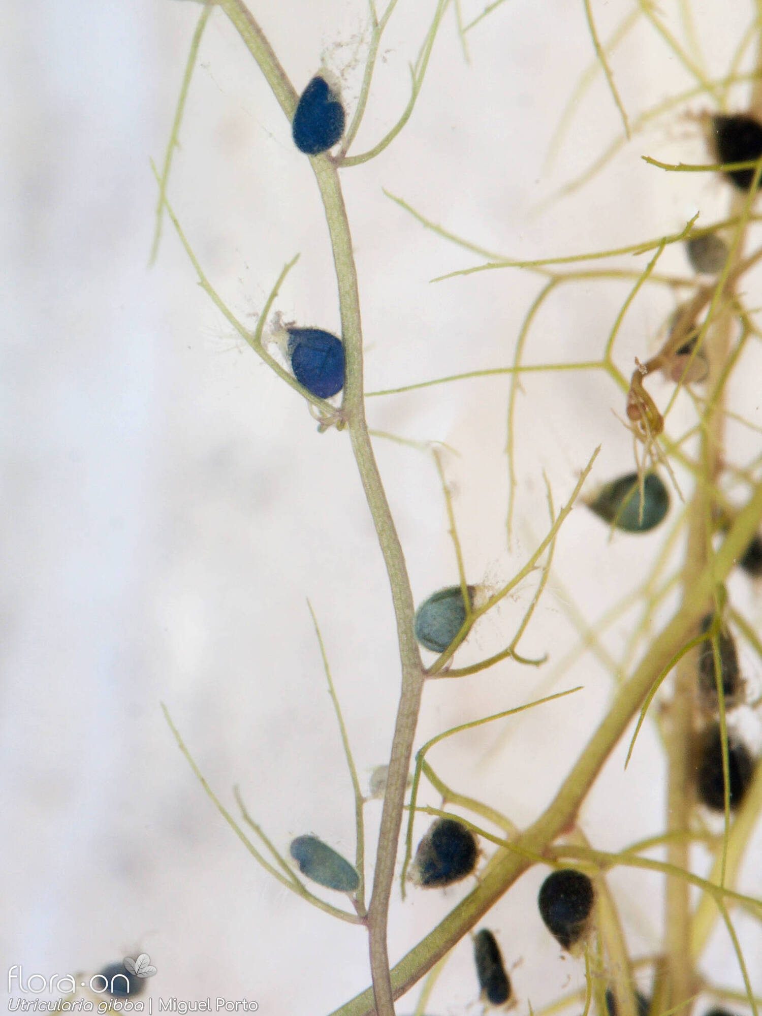 Utricularia gibba - Folha | Miguel Porto; CC BY-NC 4.0