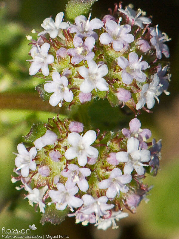 Valerianella discoidea - Flor (close-up) | Miguel Porto; CC BY-NC 4.0