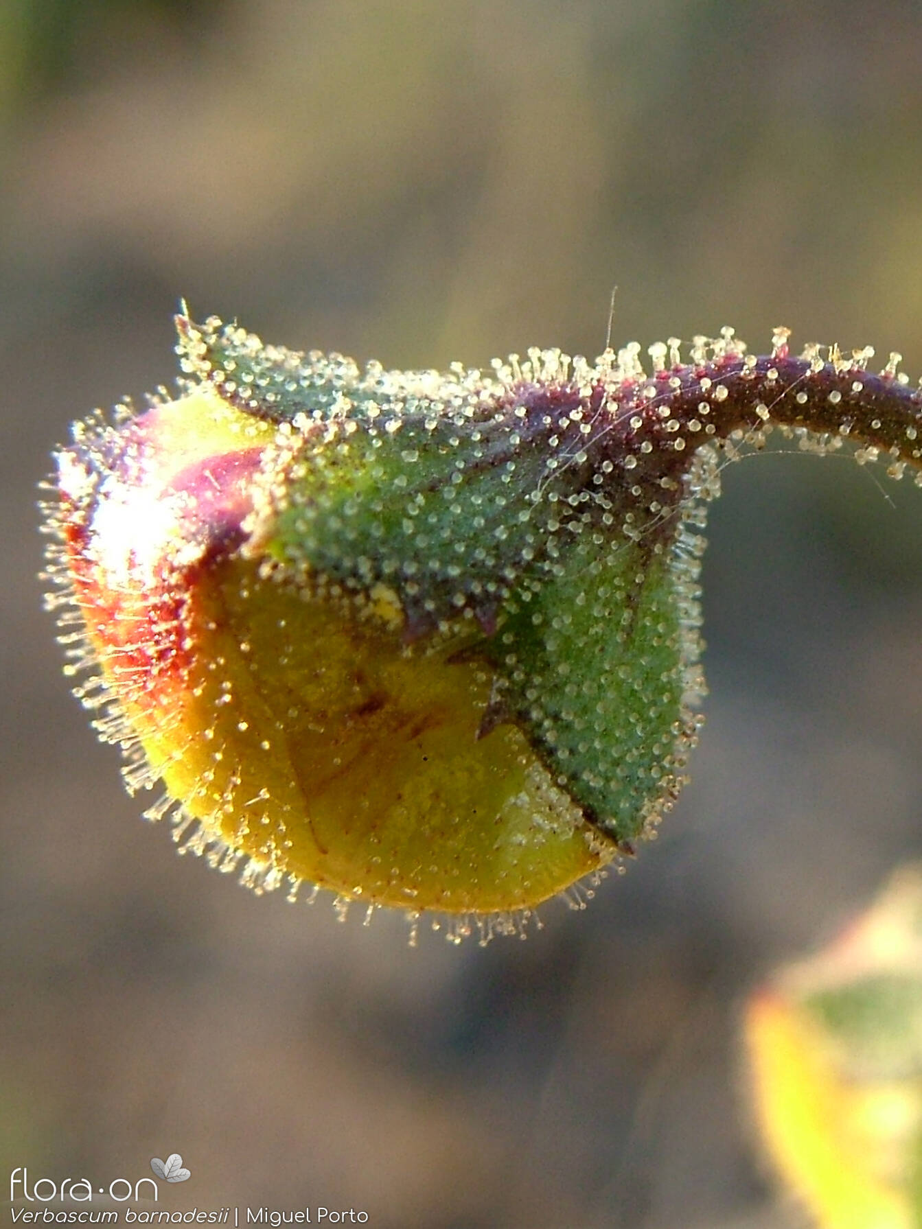 Verbascum barnadesii - Flor (close-up) | Miguel Porto; CC BY-NC 4.0