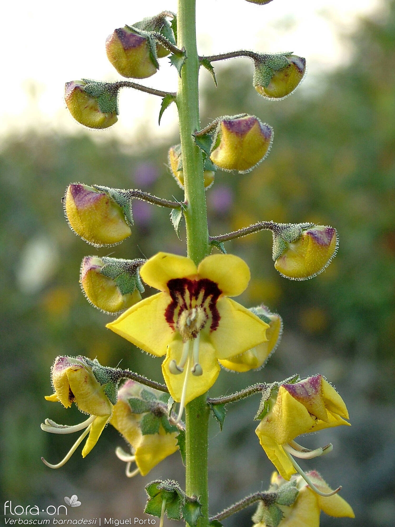 Verbascum barnadesii - Flor (geral) | Miguel Porto; CC BY-NC 4.0