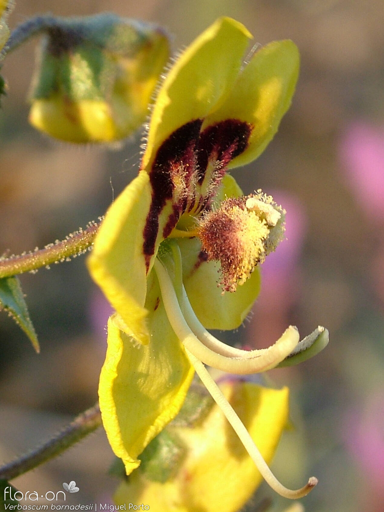 Verbascum barnadesii - Flor (close-up) | Miguel Porto; CC BY-NC 4.0