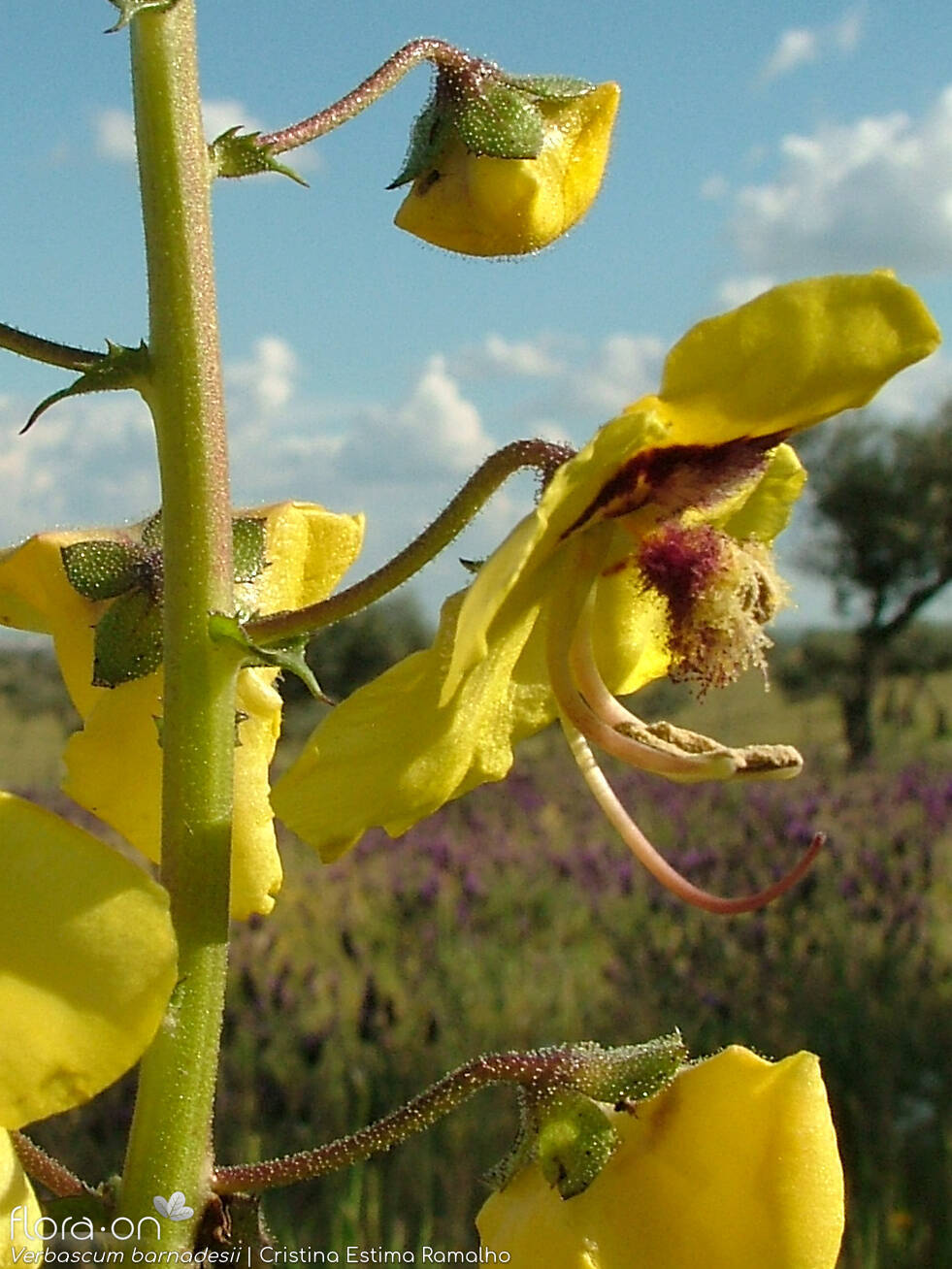 Verbascum barnadesii - Flor (close-up) | Cristina Estima Ramalho; CC BY-NC 4.0