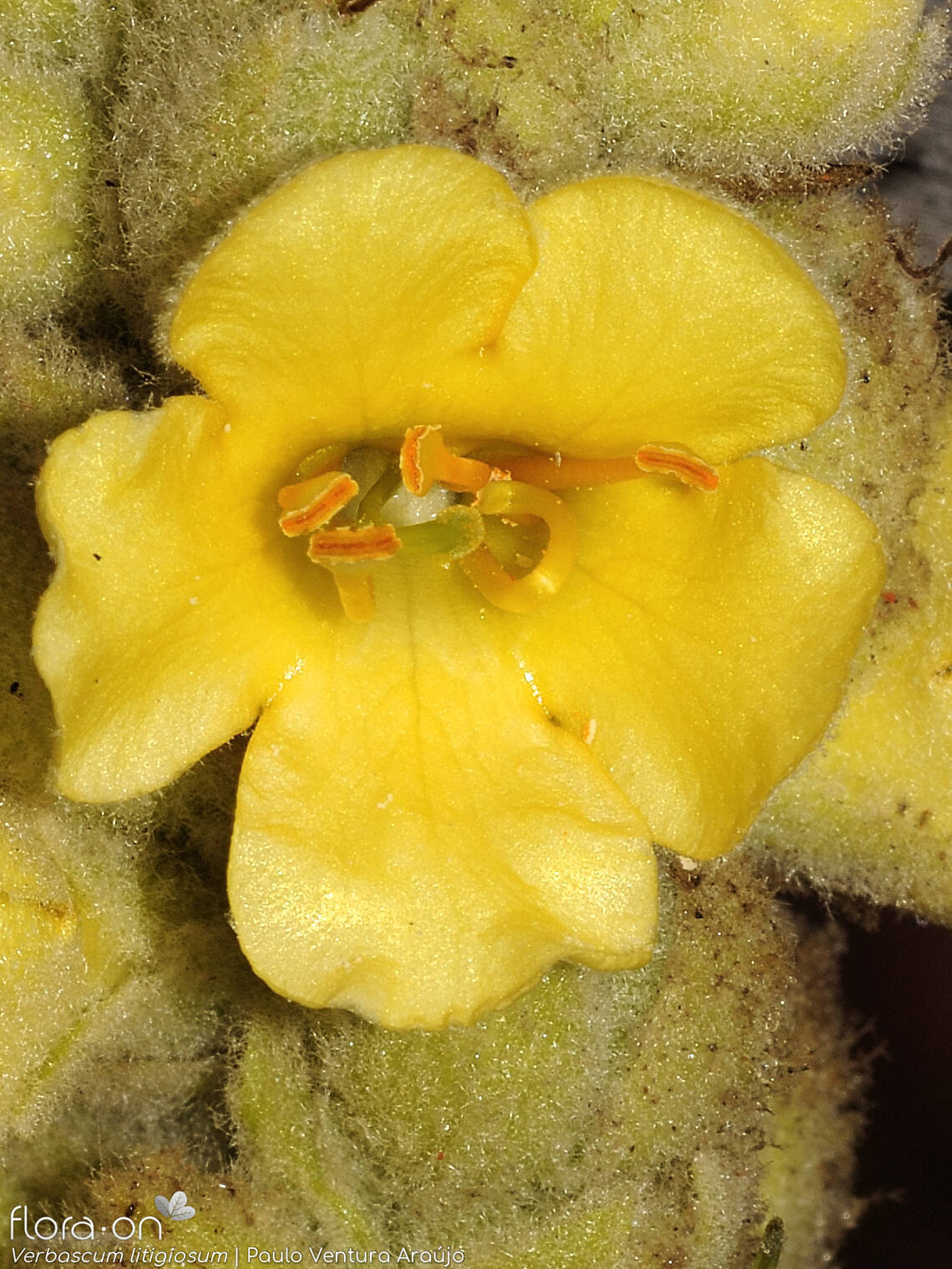Verbascum litigiosum - Flor (close-up) | Paulo Ventura Araújo; CC BY-NC 4.0
