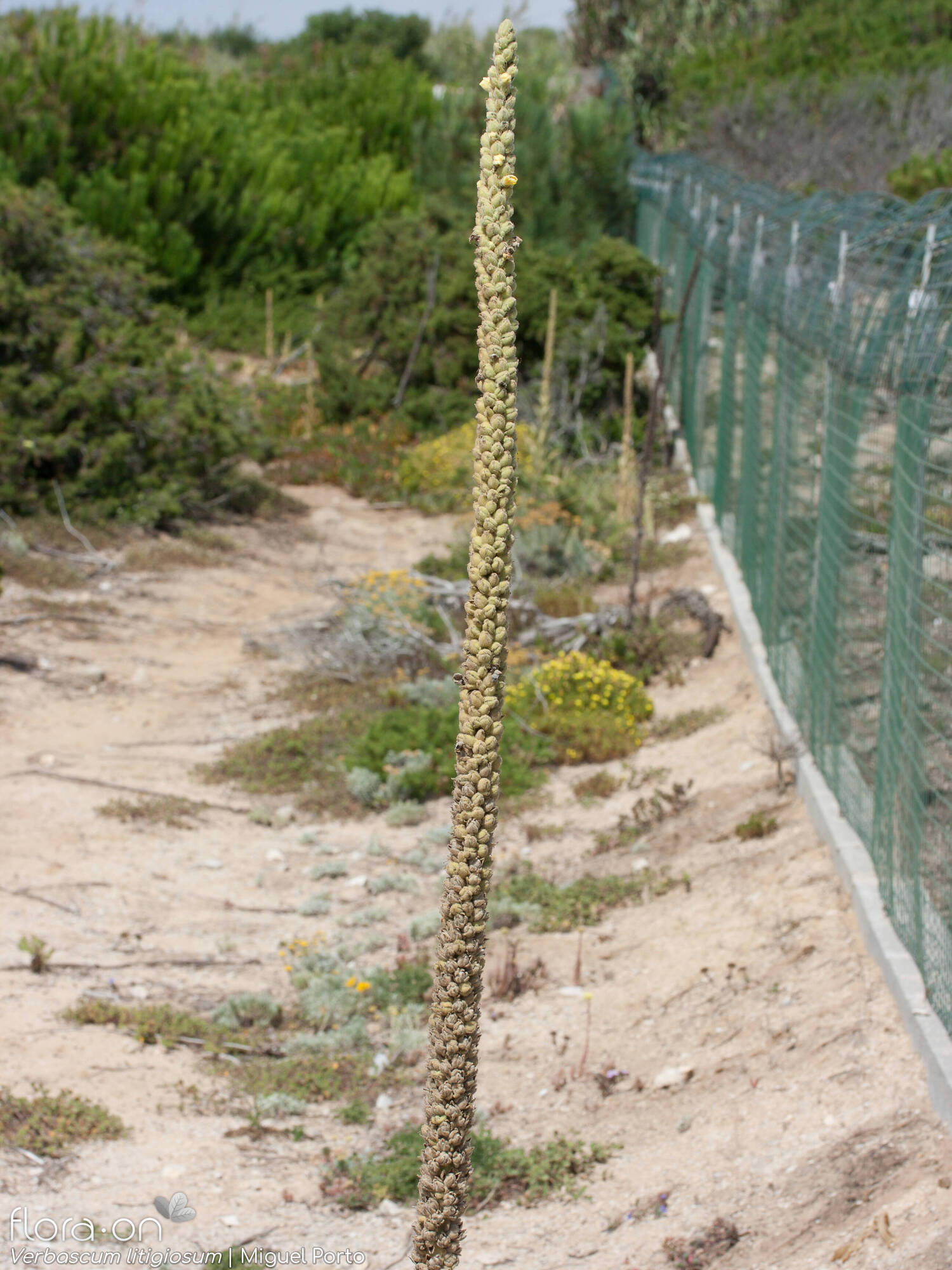 Verbascum litigiosum - Hábito | Miguel Porto; CC BY-NC 4.0
