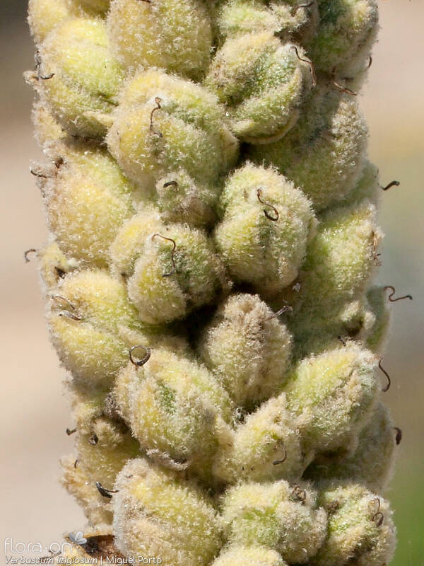 Verbascum litigiosum - Fruto | Miguel Porto; CC BY-NC 4.0