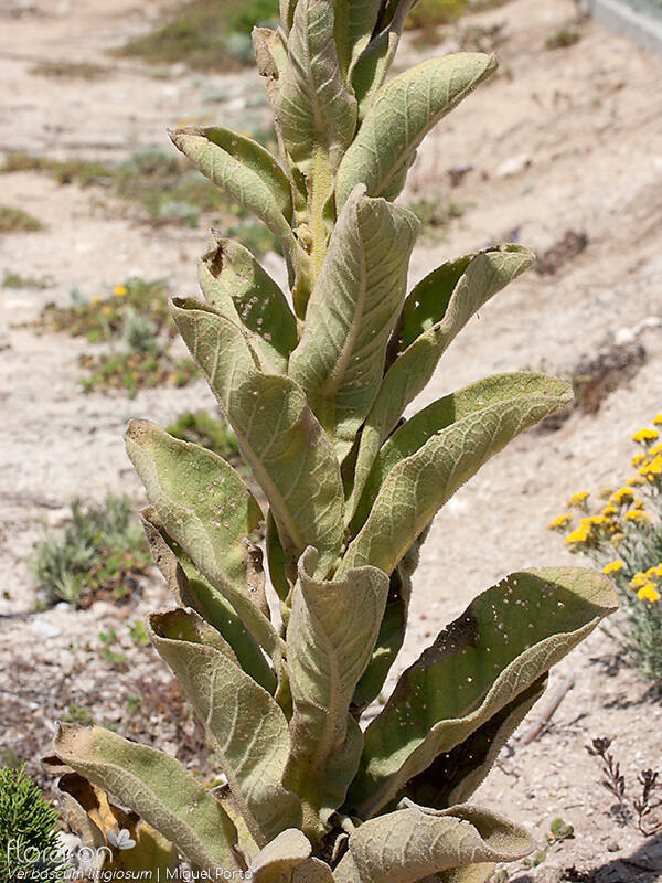 Verbascum litigiosum - Folha (geral) | Miguel Porto; CC BY-NC 4.0