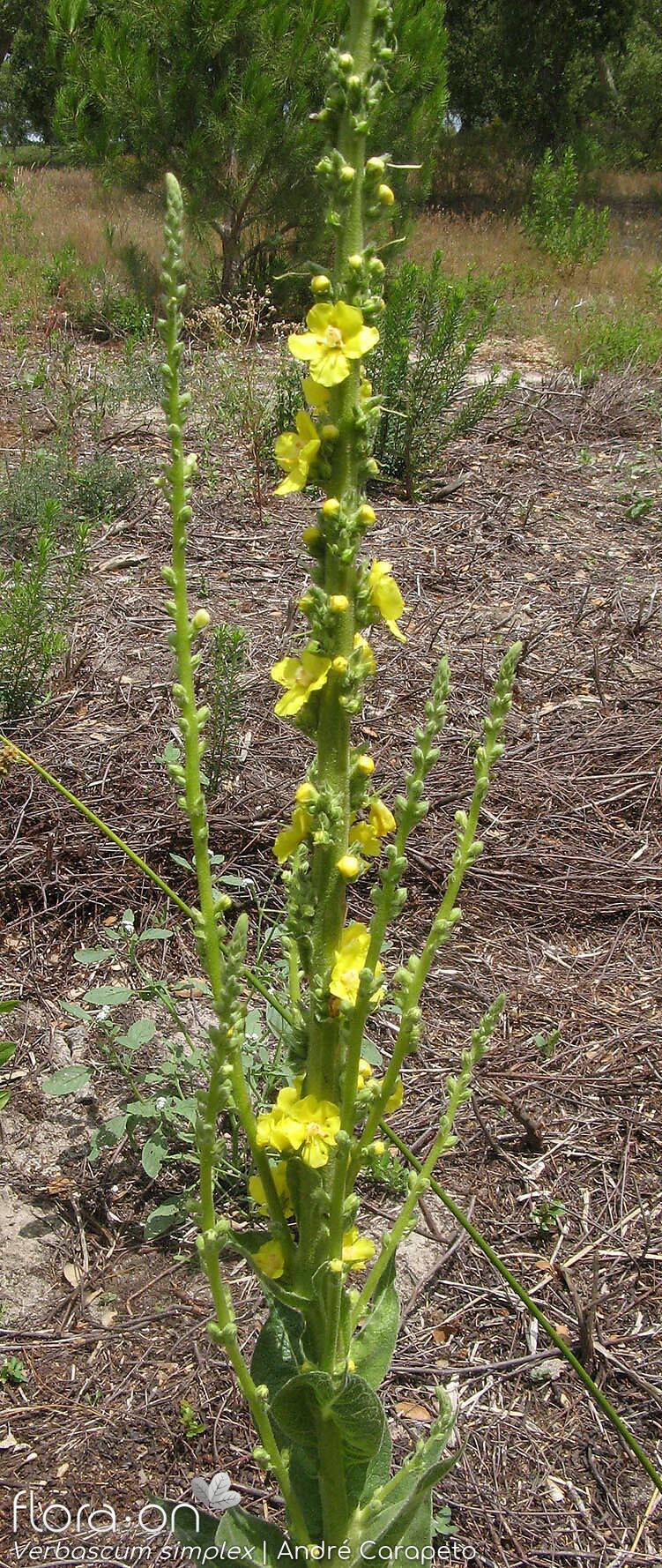 Verbascum simplex - Flor (geral) | André Carapeto; CC BY-NC 4.0