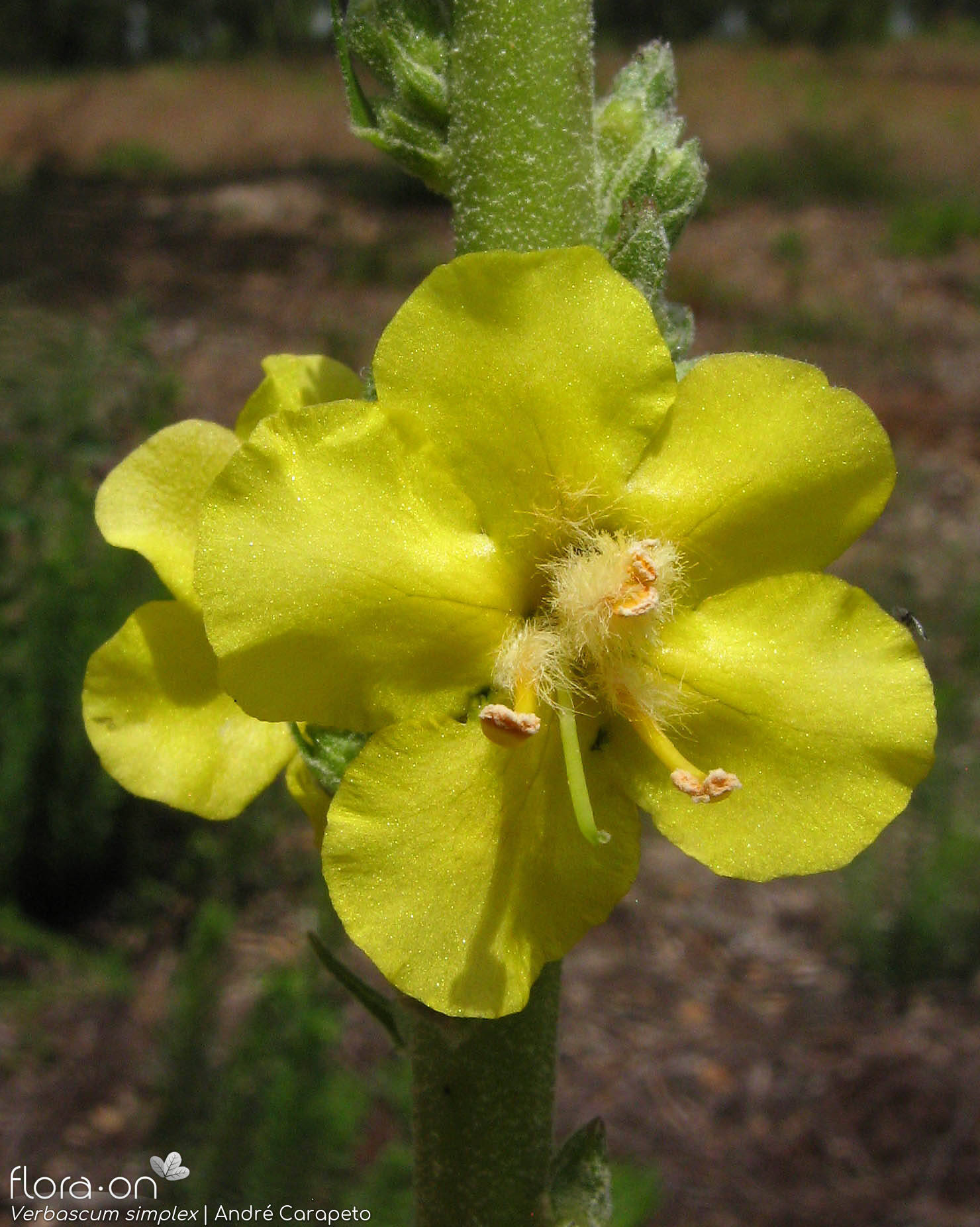 Verbascum simplex - Flor (close-up) | André Carapeto; CC BY-NC 4.0