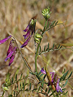 Vicia eriocarpa