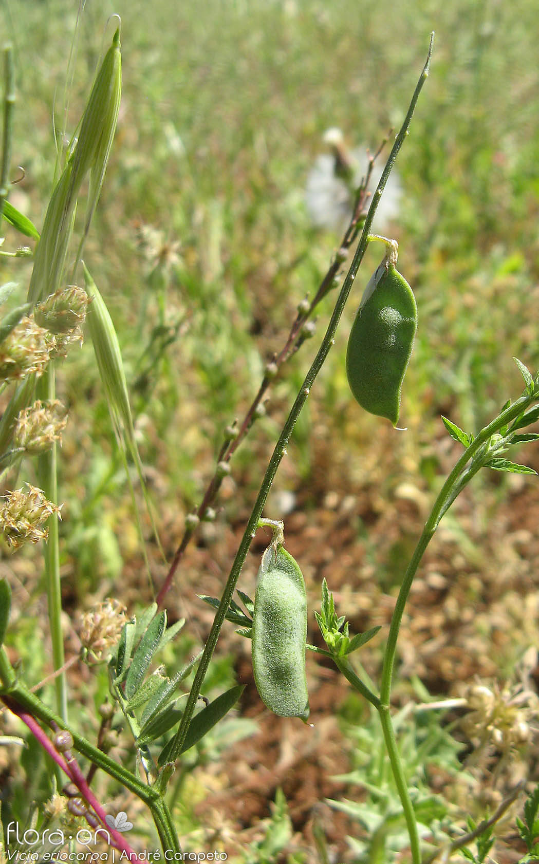 Vicia eriocarpa - Fruto | André Carapeto; CC BY-NC 4.0