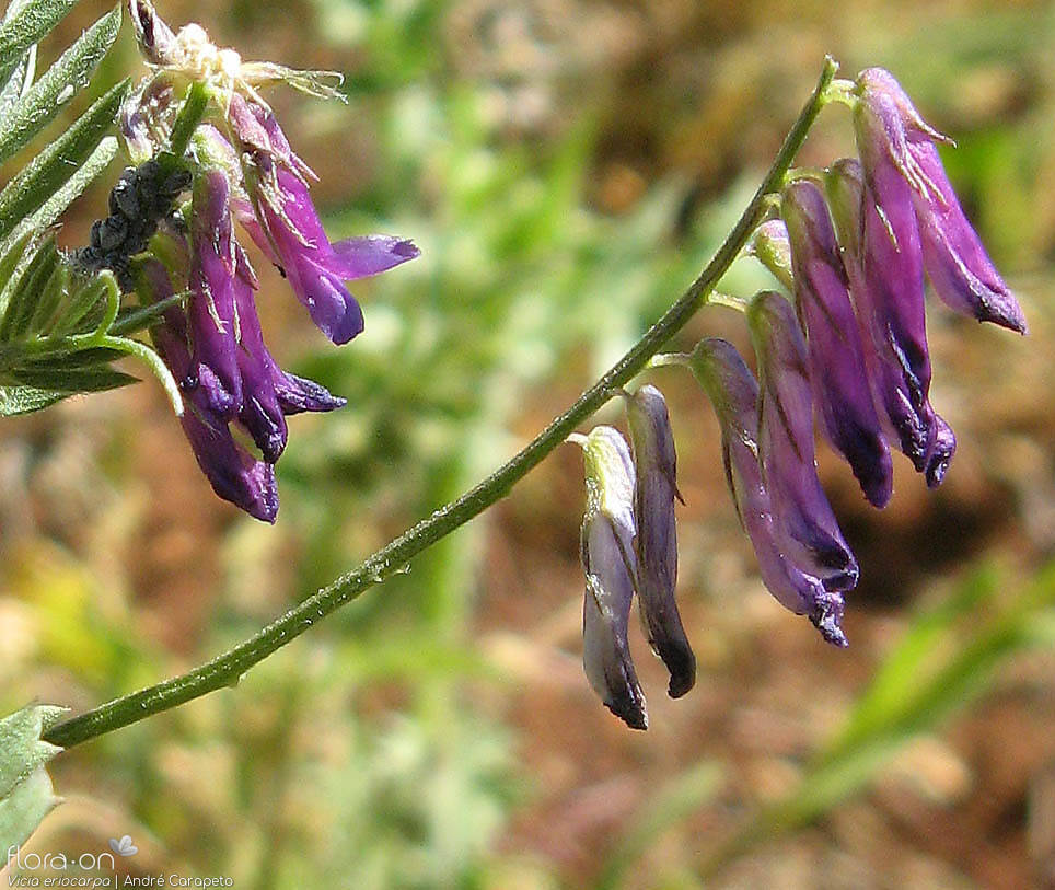 Vicia eriocarpa - Flor (geral) | André Carapeto; CC BY-NC 4.0