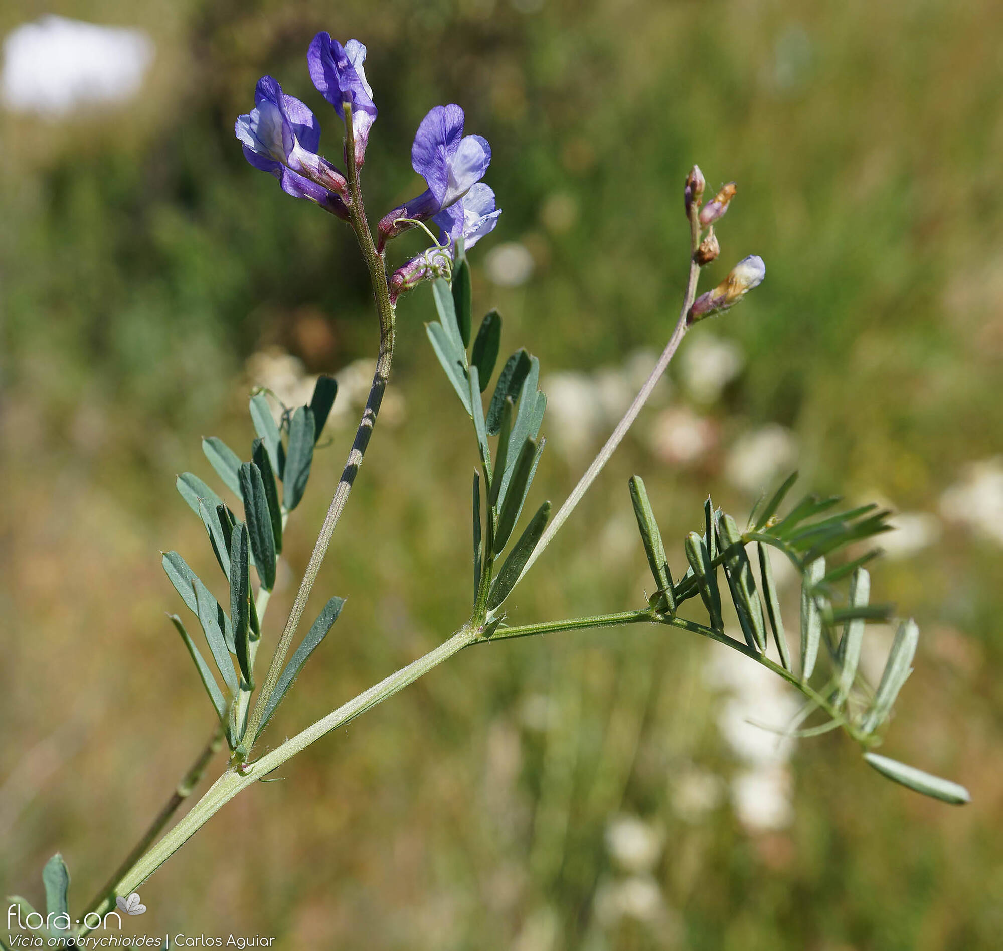 Vicia onobrychioides - Flor (geral) | Carlos Aguiar; CC BY-NC 4.0