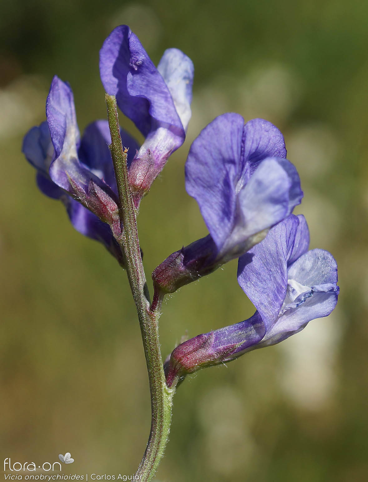 Vicia onobrychioides - Flor (close-up) | Carlos Aguiar; CC BY-NC 4.0