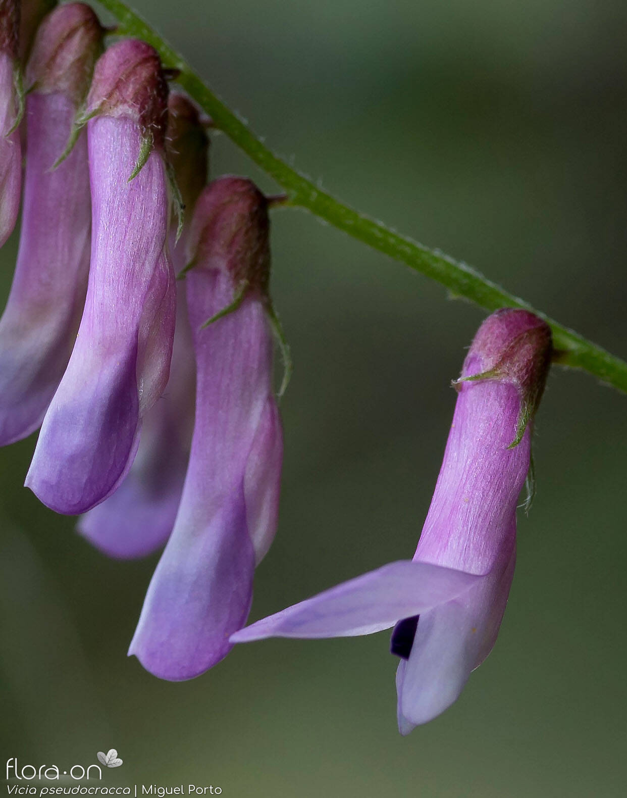 Vicia pseudocracca - Flor (close-up) | Miguel Porto; CC BY-NC 4.0