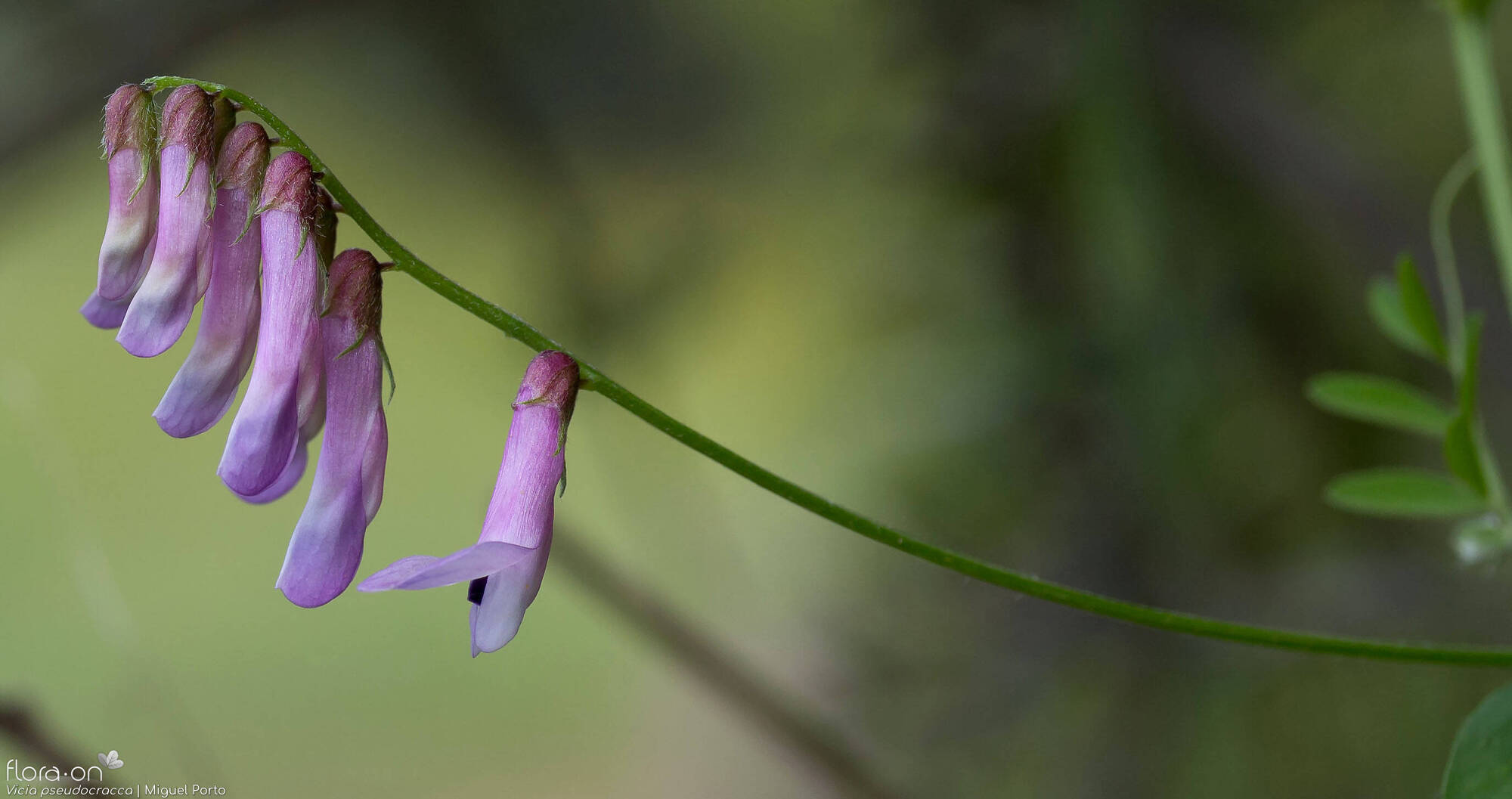 Vicia pseudocracca - Flor (geral) | Miguel Porto; CC BY-NC 4.0