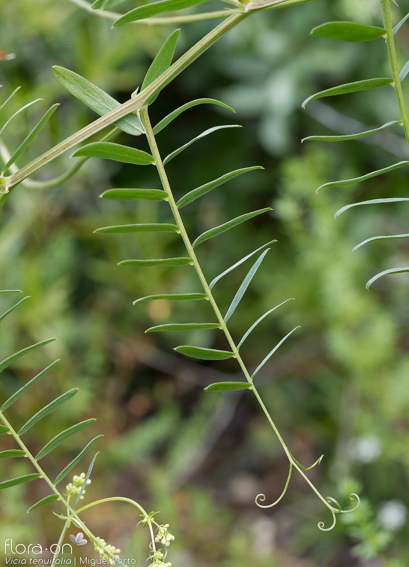 Vicia tenuifolia - Folha | Miguel Porto; CC BY-NC 4.0
