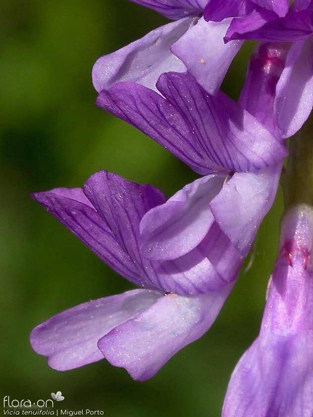 Vicia tenuifolia - Flor (close-up) | Miguel Porto; CC BY-NC 4.0