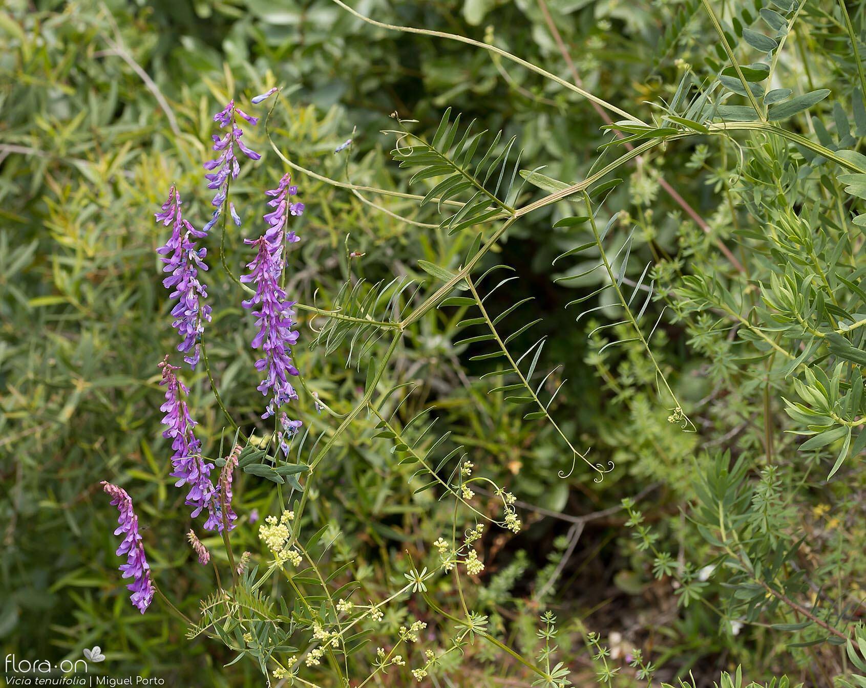 Vicia tenuifolia - Hábito | Miguel Porto; CC BY-NC 4.0