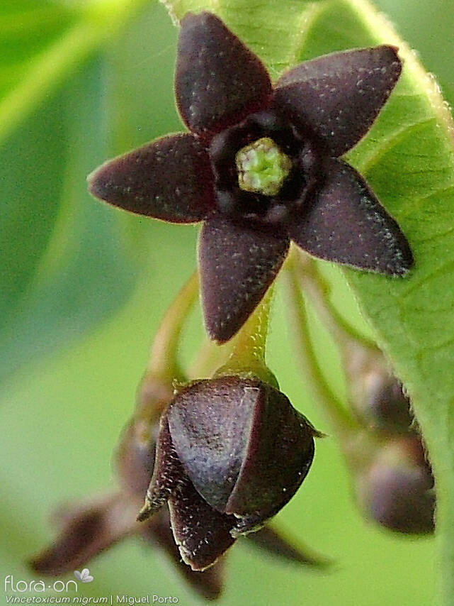Vincetoxicum nigrum - Flor (close-up) | Miguel Porto; CC BY-NC 4.0