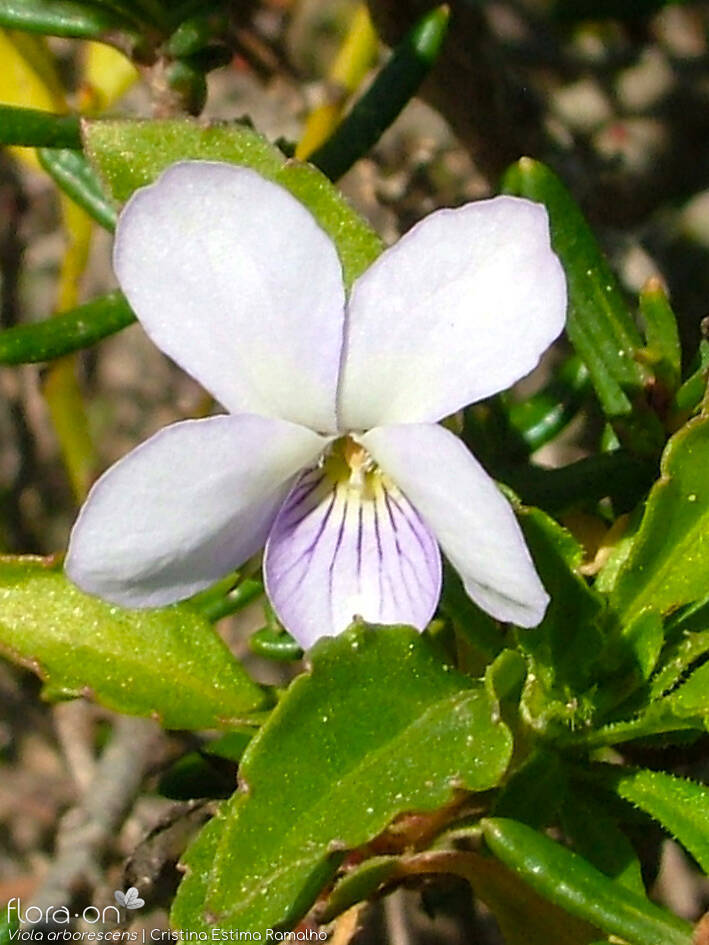 Viola arborescens - Flor (close-up) | Cristina Estima Ramalho; CC BY-NC 4.0