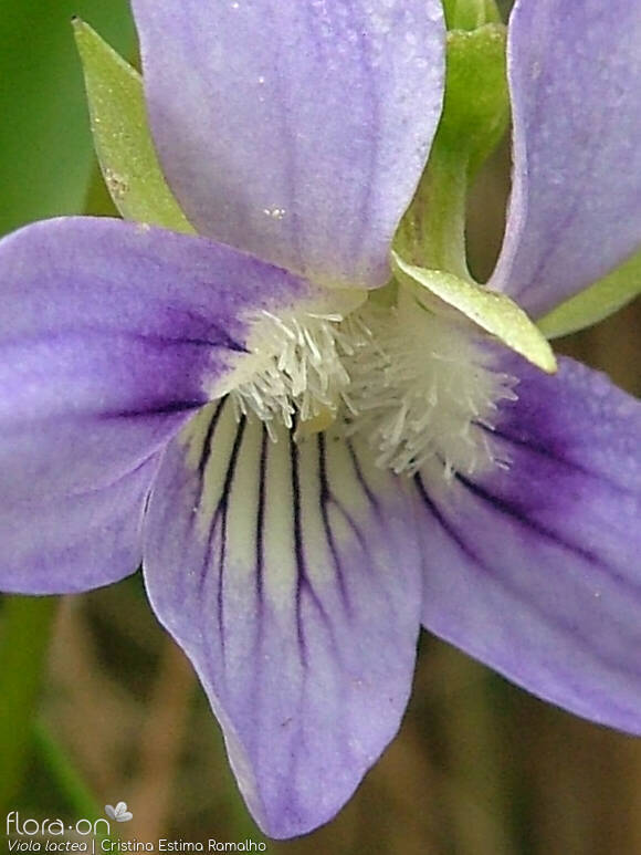 Viola lactea - Flor (close-up) | Cristina Estima Ramalho; CC BY-NC 4.0