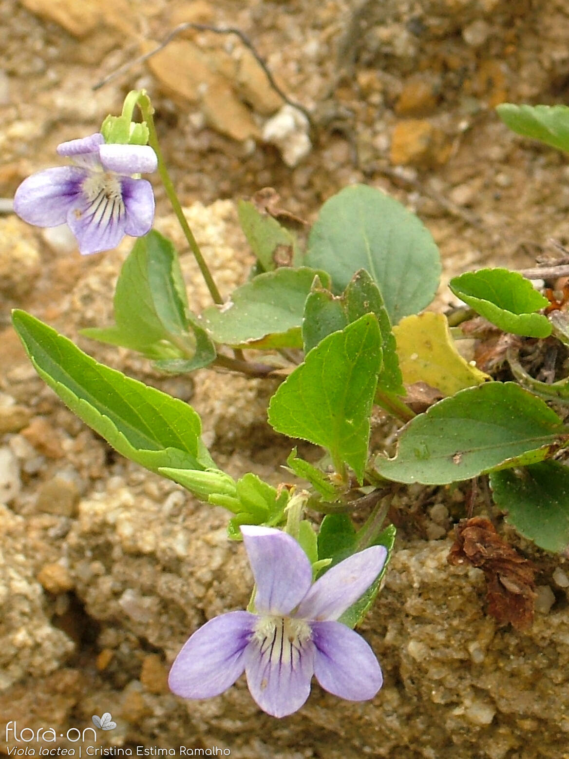 Viola lactea - Hábito | Cristina Estima Ramalho; CC BY-NC 4.0