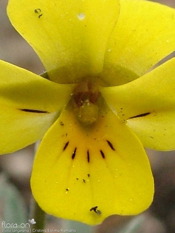 Viola langeana - Flor (close-up) | Cristina Estima Ramalho; CC BY-NC 4.0