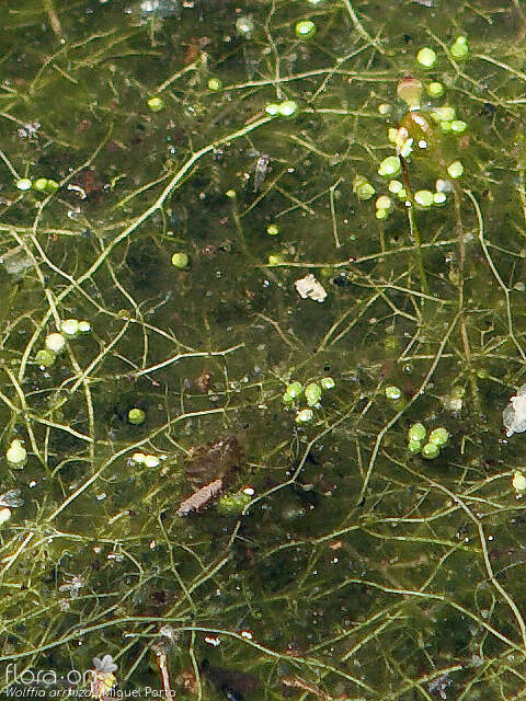 Wolffia arrhiza - Hábito | Miguel Porto; CC BY-NC 4.0