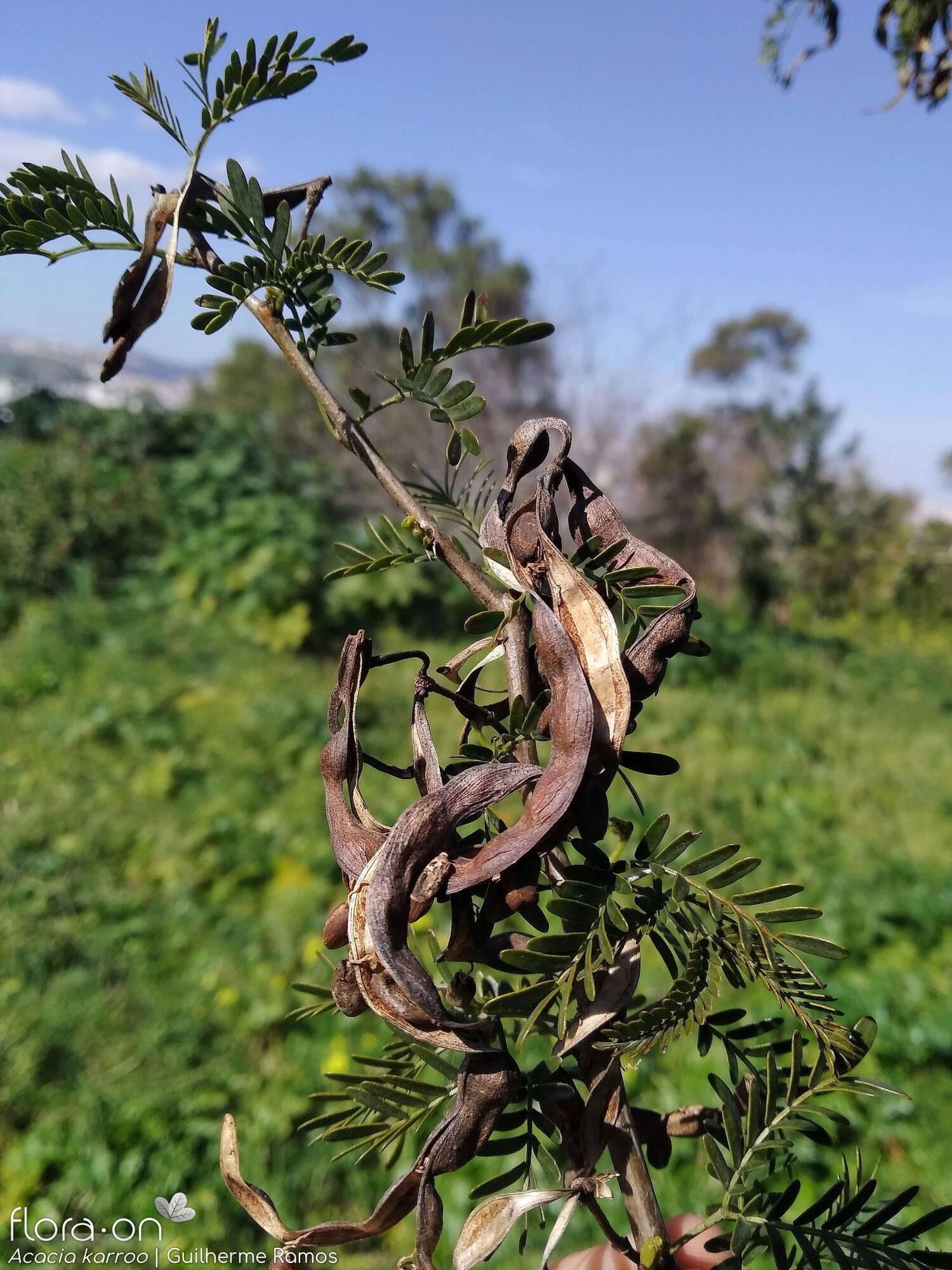 Acacia karroo - Fruto | Guilherme Ramos; CC BY-NC 4.0