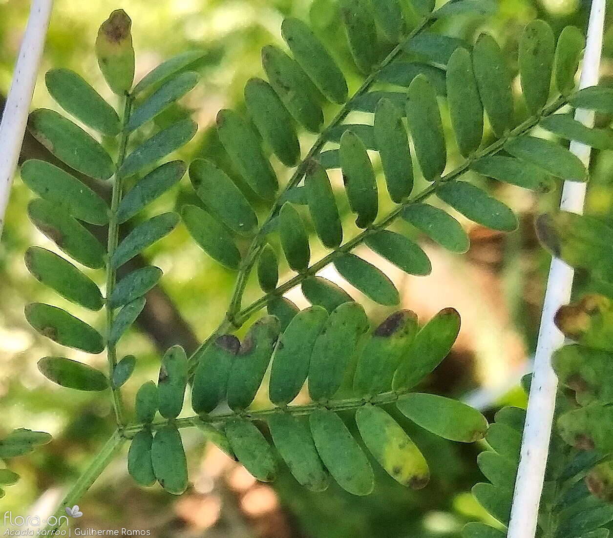 Acacia karroo - Folha | Guilherme Ramos; CC BY-NC 4.0