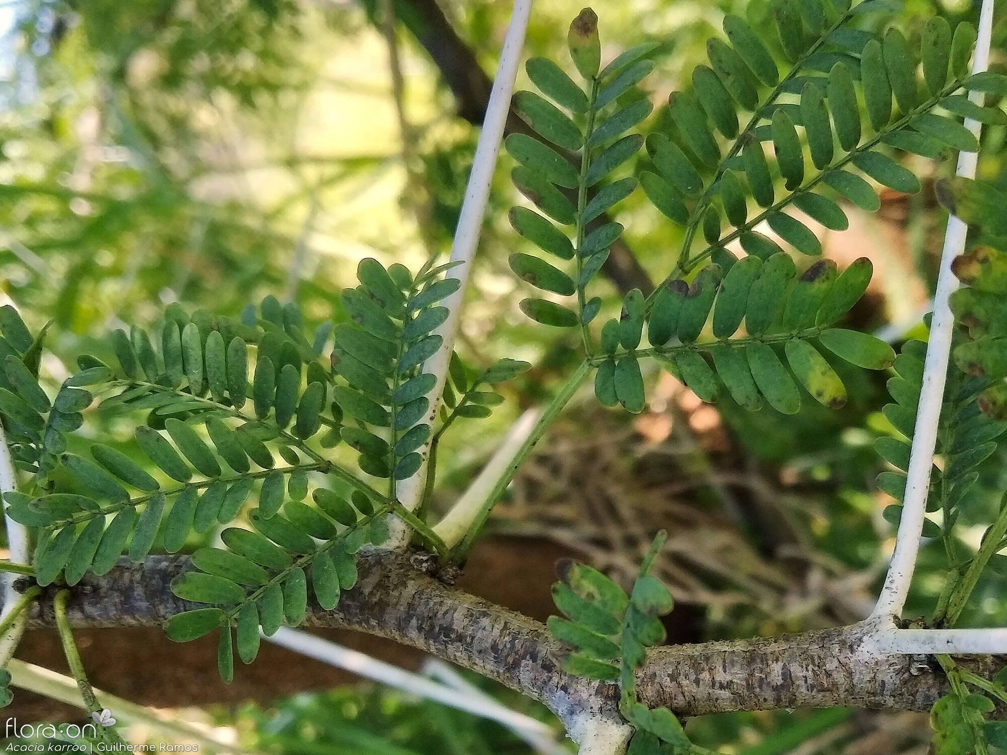 Acacia karroo - Folha (geral) | Guilherme Ramos; CC BY-NC 4.0