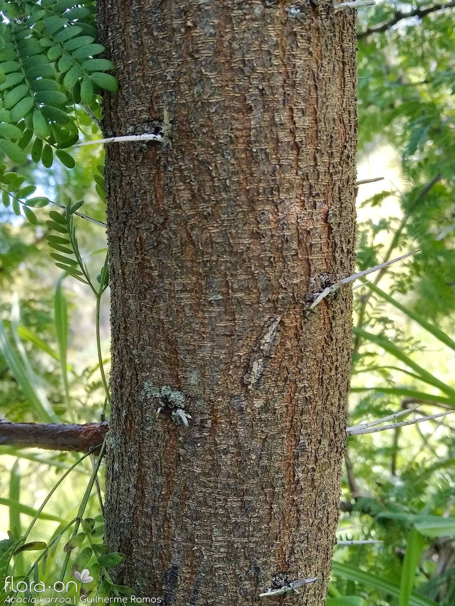 Acacia karroo - Caule | Guilherme Ramos; CC BY-NC 4.0