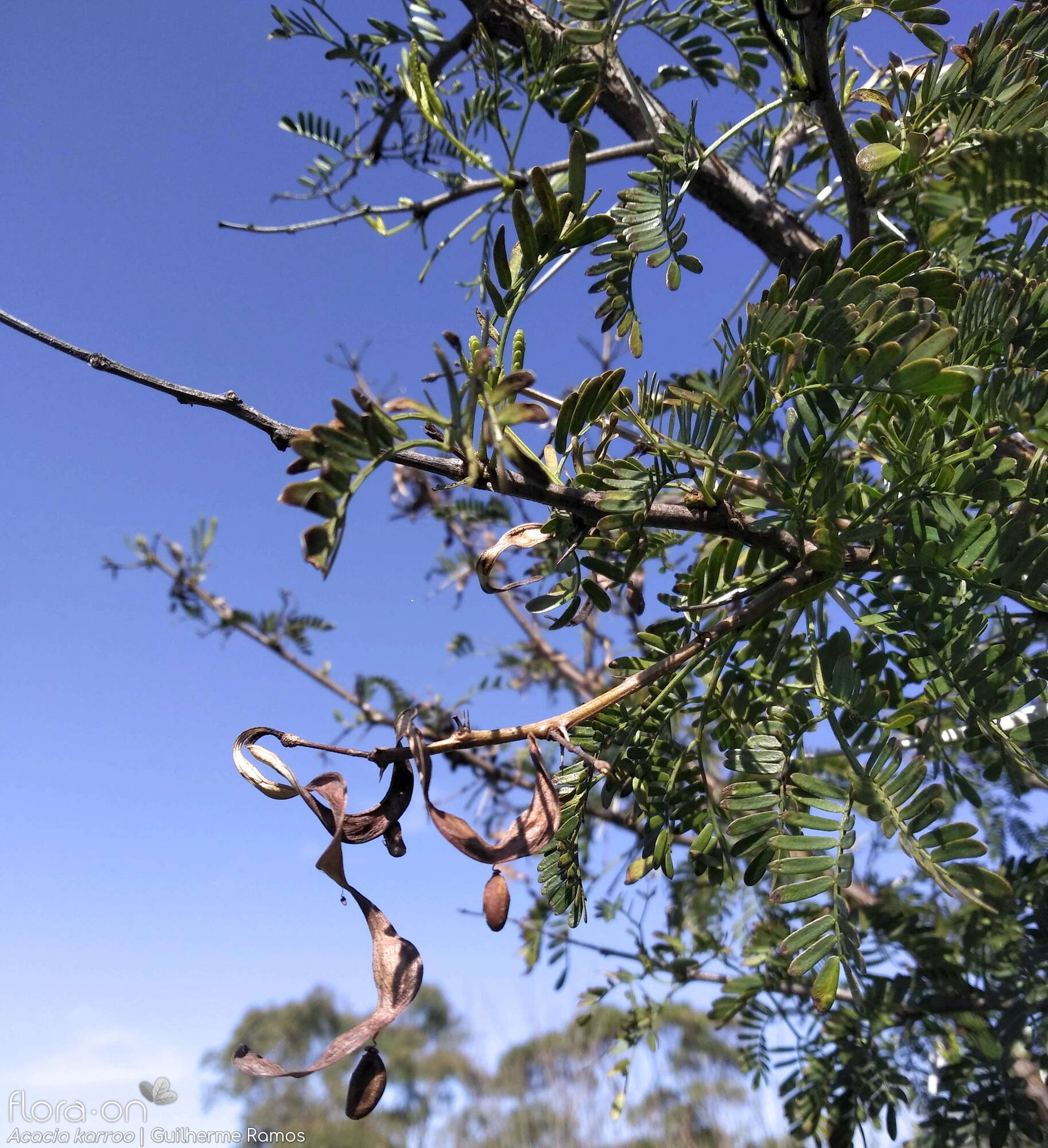 Acacia karroo - Hábito | Guilherme Ramos; CC BY-NC 4.0