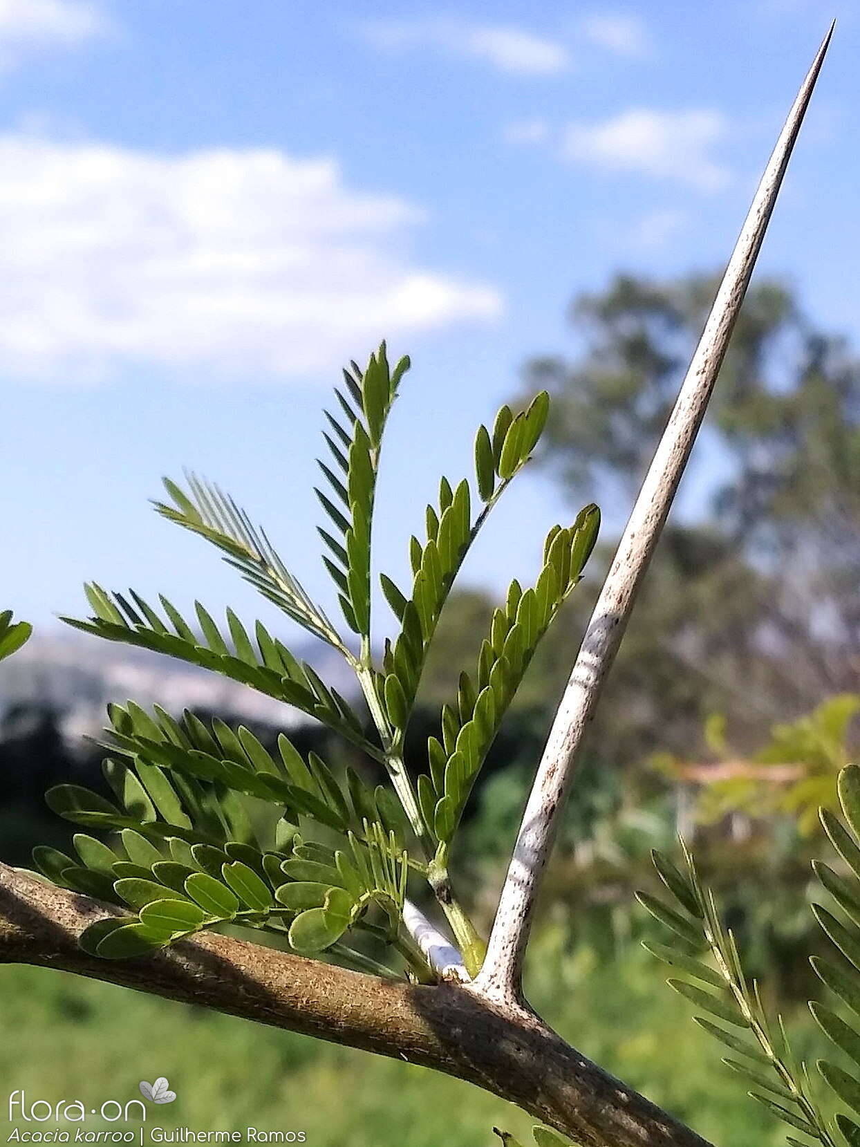 Acacia karroo - Folha | Guilherme Ramos; CC BY-NC 4.0