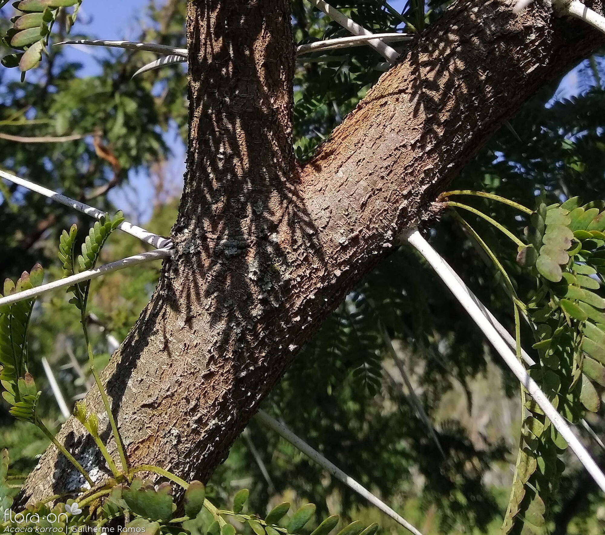 Acacia karroo - Caule | Guilherme Ramos; CC BY-NC 4.0