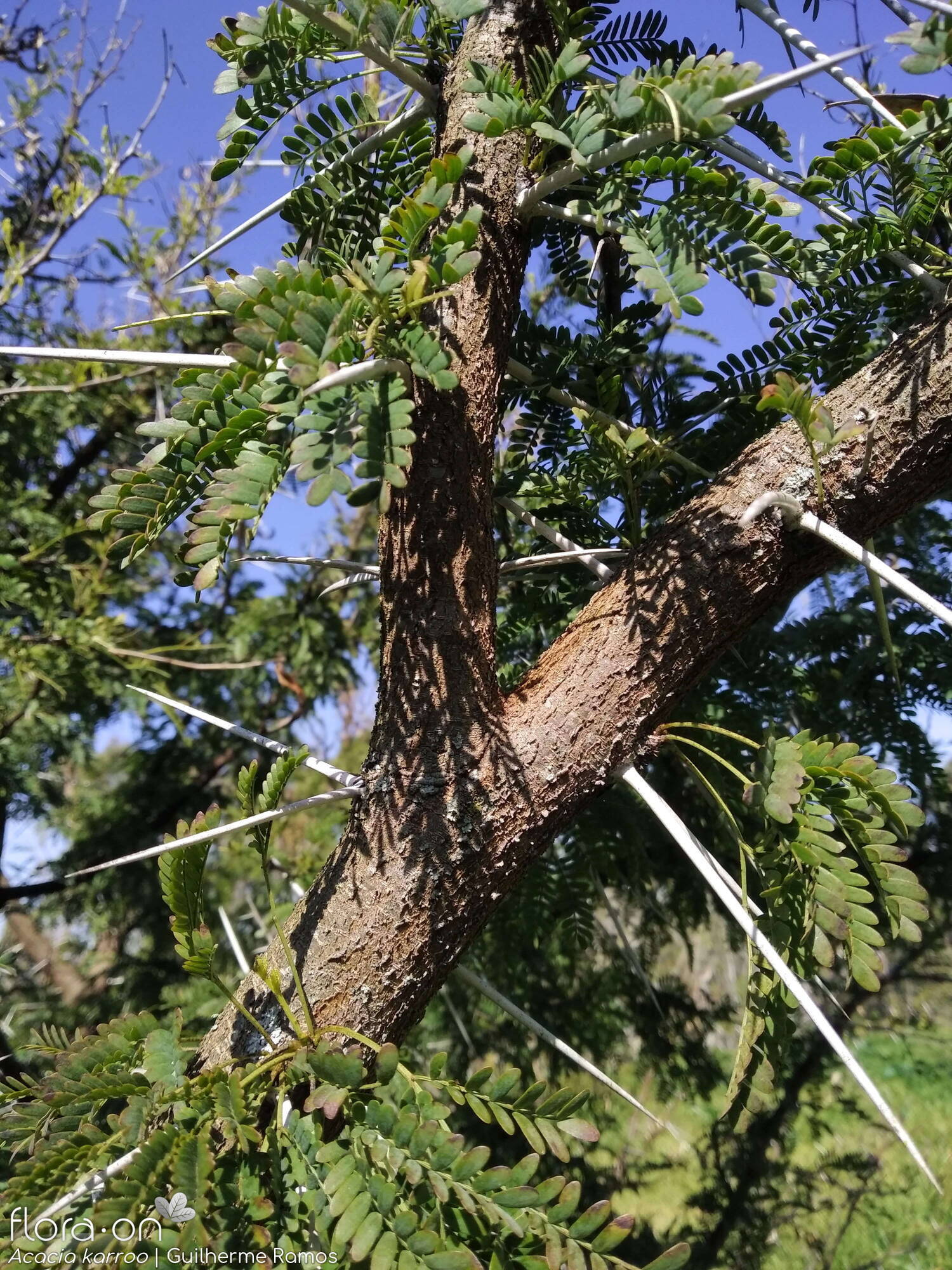 Acacia karroo - Caule | Guilherme Ramos; CC BY-NC 4.0