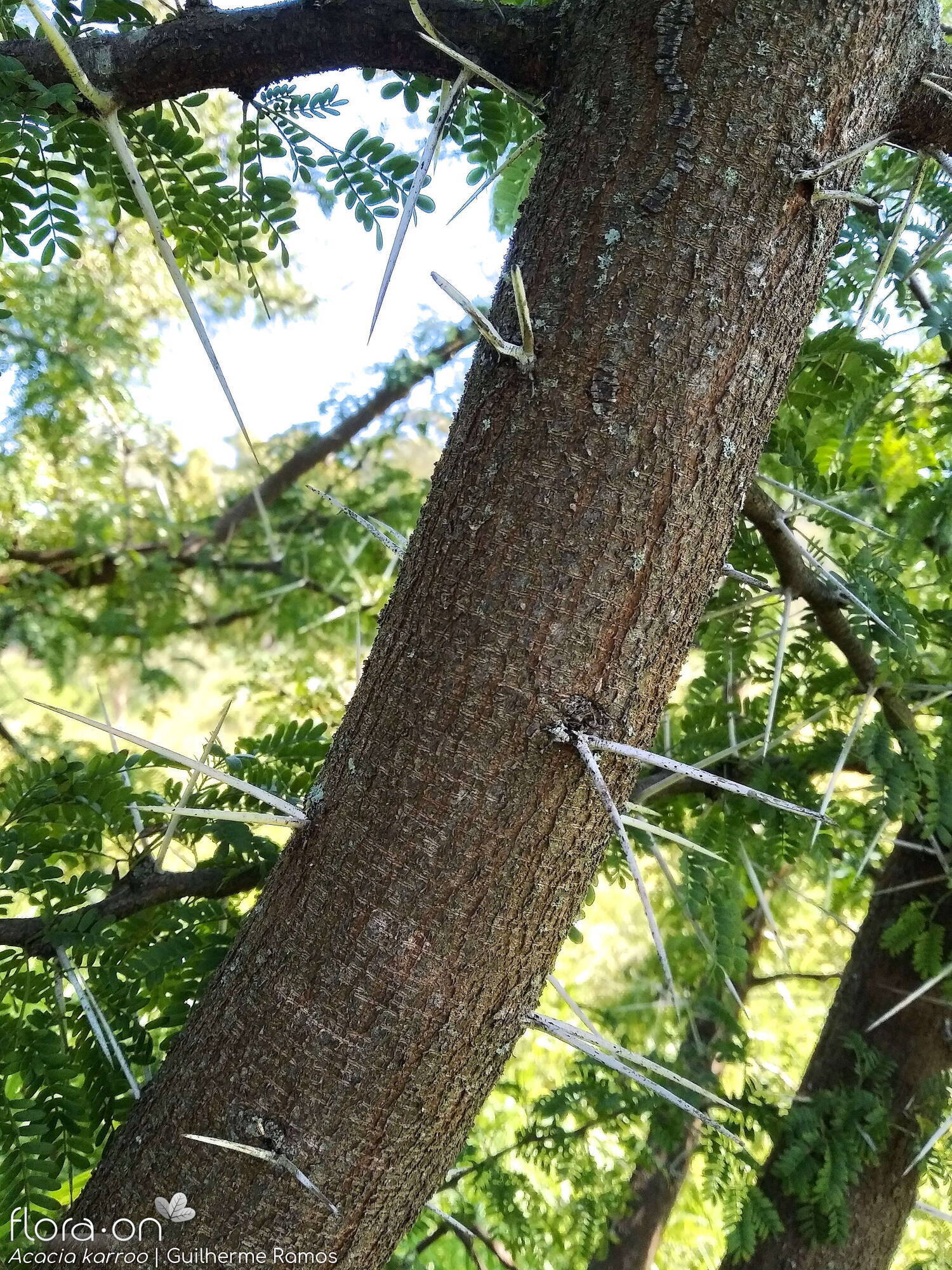 Acacia karroo - Caule | Guilherme Ramos; CC BY-NC 4.0