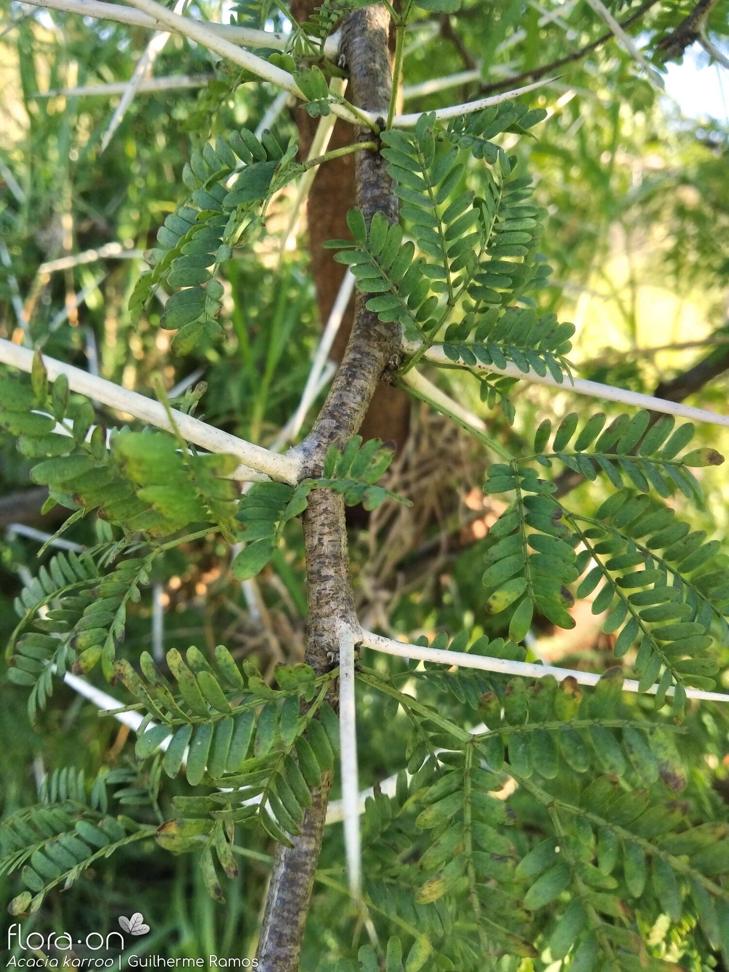 Acacia karroo - Folha (geral) | Guilherme Ramos; CC BY-NC 4.0