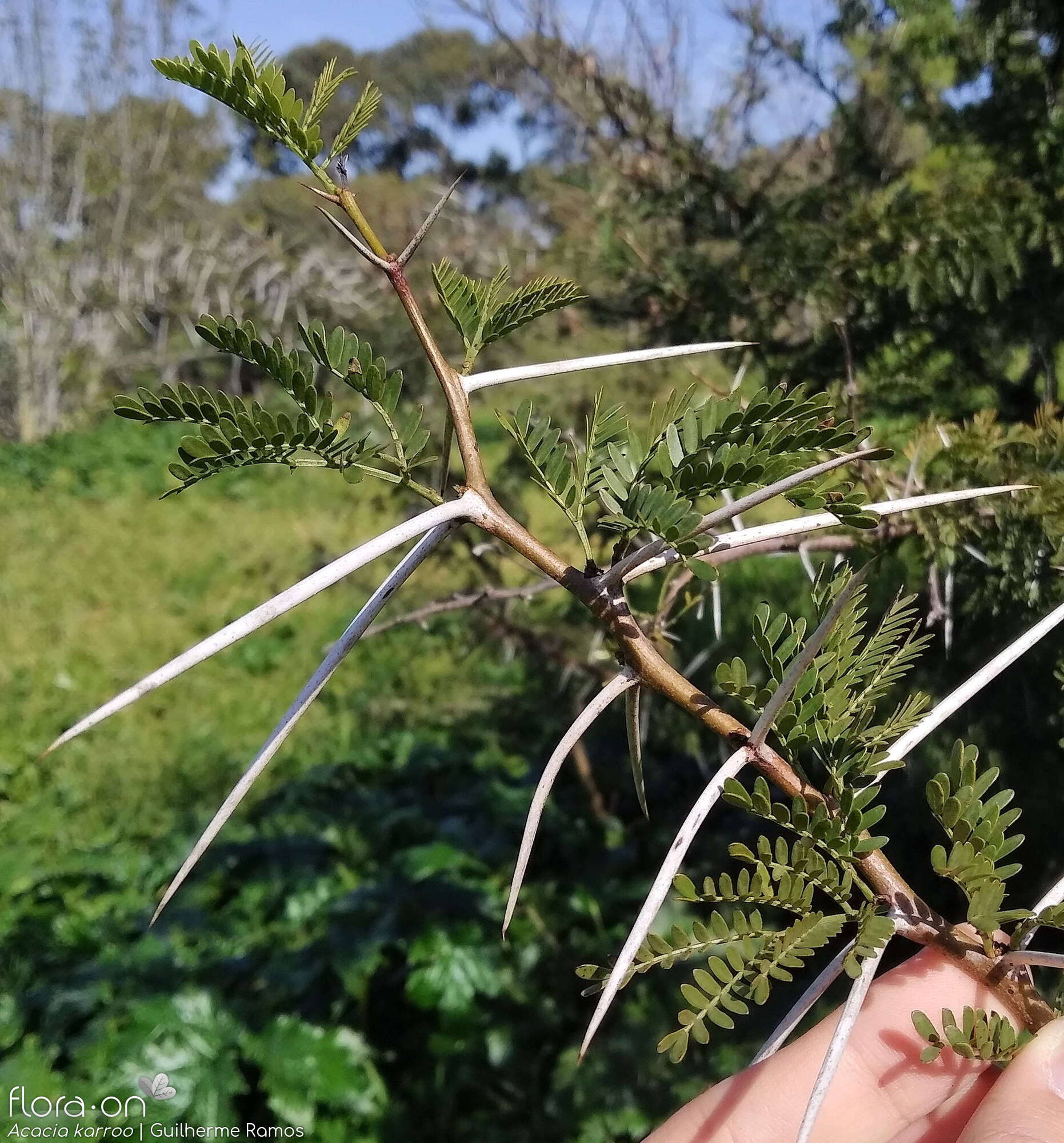 Acacia karroo - Folha (geral) | Guilherme Ramos; CC BY-NC 4.0