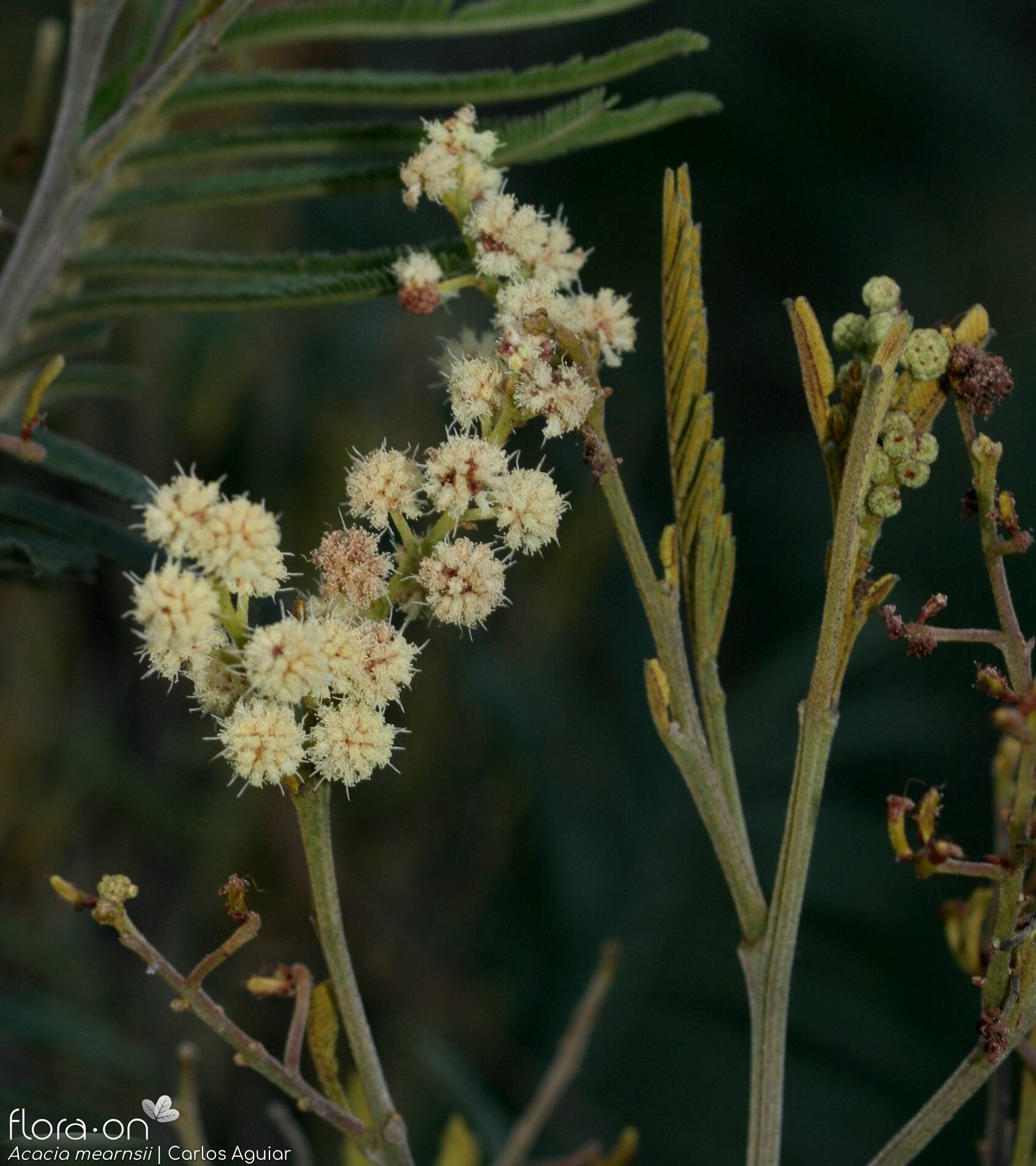 Acacia mearnsii - Flor (geral) | Carlos Aguiar; CC BY-NC 4.0