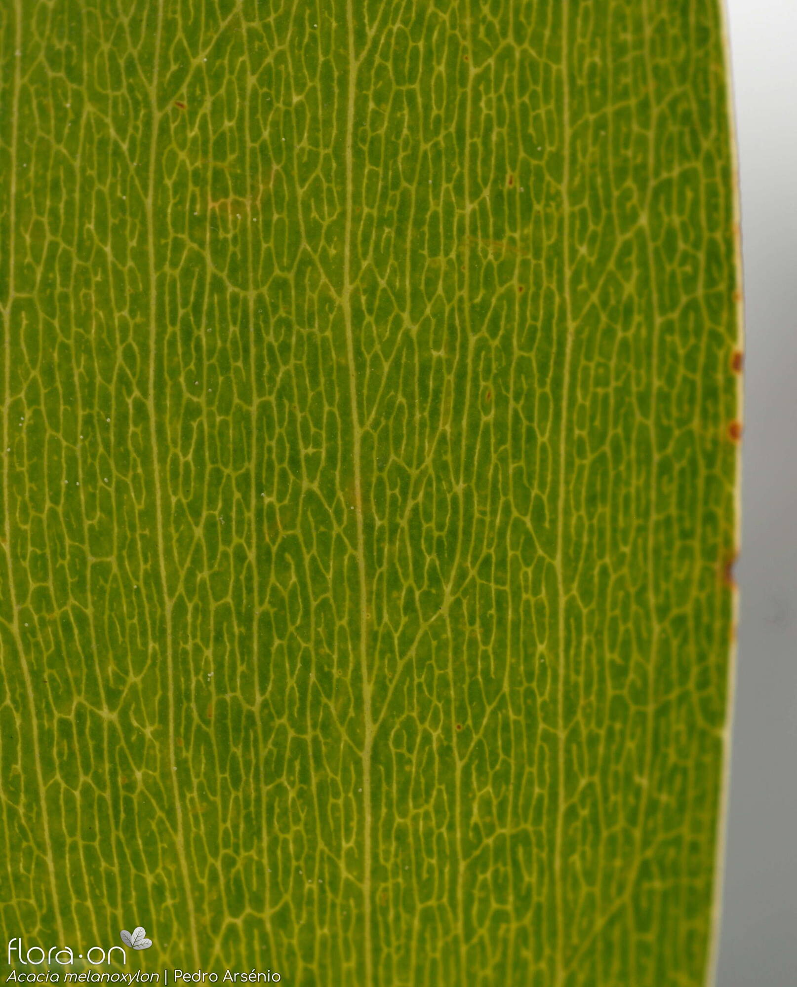 Acacia melanoxylon - Folha | Pedro Arsénio; CC BY-NC 4.0