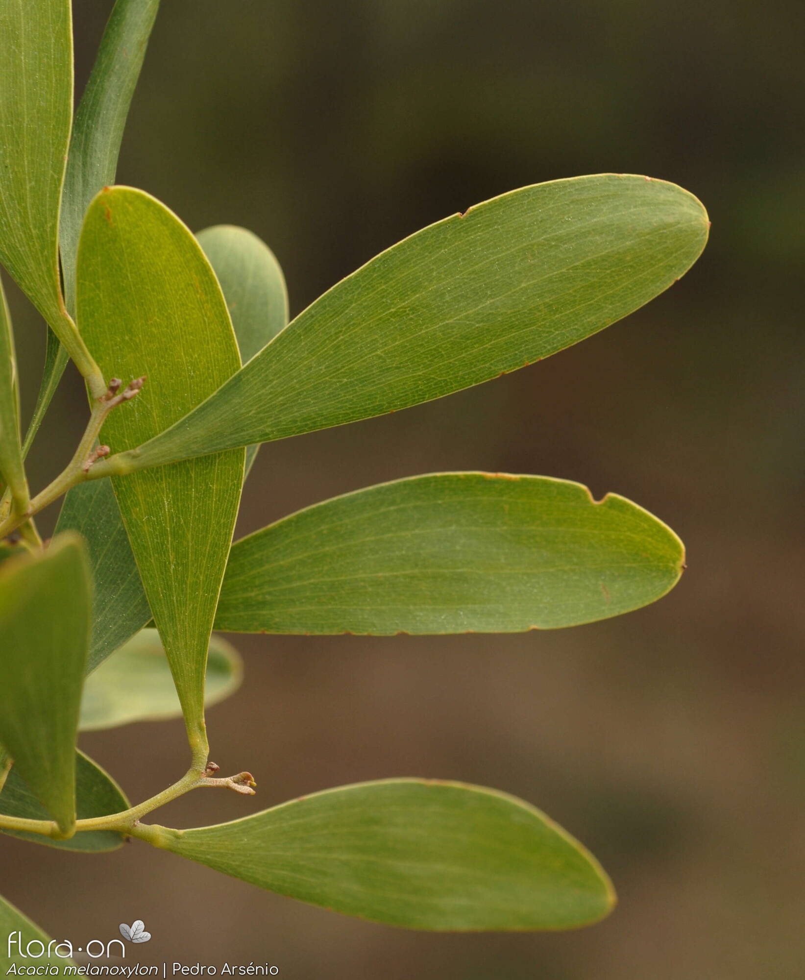 Acacia melanoxylon - Folha | Pedro Arsénio; CC BY-NC 4.0
