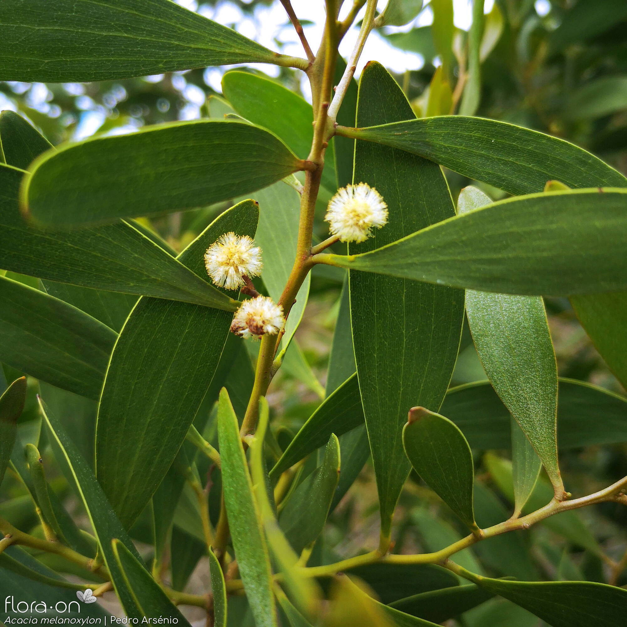 Acacia melanoxylon - Flor (geral) | Pedro Arsénio; CC BY-NC 4.0